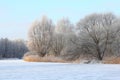 Winter landscape with frozen river bank and trees covered with snow Royalty Free Stock Photo