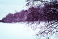 Winter landscape at the frozen river in the forest. Trees along the river covered with snow Royalty Free Stock Photo