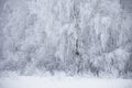 Winter landscape. Frozen snowbound trees