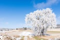 Winter landscape with a frozen and snowy tree on a sunny day in the countryside of Valladolid, Castilla y LeÃÂ³n, Spain Royalty Free Stock Photo