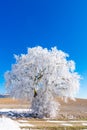 Winter landscape with a frozen and snowy tree on a sunny day in the countryside of Valladolid, Castilla y LeÃÂ³n, Spain Royalty Free Stock Photo