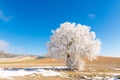 Winter landscape with a frozen and snowy tree on a sunny day in the countryside of Valladolid, Castilla y LeÃÂ³n, Spain Royalty Free Stock Photo