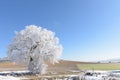 Winter landscape with a frozen and snowy tree on a sunny day in the countryside of Valladolid, Castilla y LeÃÂ³n, Spain Royalty Free Stock Photo