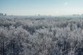 Winter landscape. Frozen trees in a forest covered by snow and hoarfrost on modern houses background near the city of Voronezh Royalty Free Stock Photo