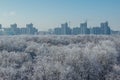 Winter landscape. Frozen trees in a forest covered by snow and hoarfrost on modern houses background near the city of Voronezh Royalty Free Stock Photo