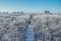 Winter landscape. Frozen trees in a forest covered by snow and hoarfrost on modern houses background near the city of Voronezh Royalty Free Stock Photo