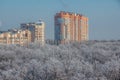 Winter landscape. Frozen trees in a forest covered by snow and hoarfrost on modern houses background near the city of  Voronezh Royalty Free Stock Photo