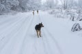 Landscape with gang of hungry stray dogs running on country snow covered road searching some food