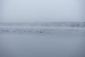 Winter landscape with geese in frozen lake