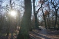 The low-lying winter sun shines through the branches of the trees in the forest in December. Berlin, Germany Royalty Free Stock Photo