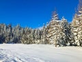 Winter landscape - glade and spruce forest covered with fresh snow