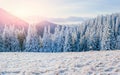 Winter landscape glowing by sunlight. Dramatic wintry scene. Car