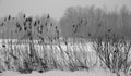 Winter landscape Glyceria maxima