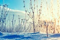 Winter landscape grass in frost on a snowy field at sunrise. Christmas background Royalty Free Stock Photo