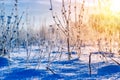 Winter landscape grass in frost on a snowy field at sunrise. Christmas background Royalty Free Stock Photo