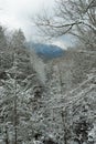 Winter Landscape in the Smokies Royalty Free Stock Photo