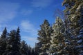 Winter landscape. Green pine trees covered with snow against a blue sky. Royalty Free Stock Photo