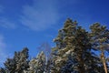 Winter landscape. Green pine trees covered with snow against a blue sky. Royalty Free Stock Photo