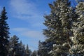 Winter landscape. Green pine trees covered with snow against a blue sky. Royalty Free Stock Photo