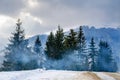 Winter Landscape, green spruce sheltered: Format, Christmas tree Royalty Free Stock Photo