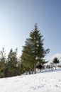 Winter Landscape, green spruce sheltered Format, Christmas tree Royalty Free Stock Photo