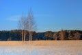 Winter landscape. A group of birches against the backdrop of a forest, a snow-covered field Royalty Free Stock Photo