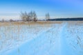 Winter landscape. A group of birches against the backdrop of a forest, a snow-covered field and blu sky. Traces of cars Royalty Free Stock Photo