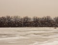 Winter landscape of gulls flying in front of trees