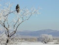 Winter Landscape Hawk in a Tree Royalty Free Stock Photo