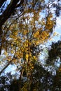 The winter landscape of Hillsborough river and Lettuce park