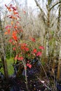 The winter landscape of Hillsborough river and Lettuce park