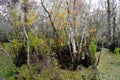 The winter landscape of Hillsborough river and Lettuce park