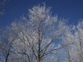 Winter landscape with hoarfrost on trees against a bright and clear blue sky background