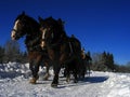 Winter Landscape with Horse-Drawn Sleigh Royalty Free Stock Photo