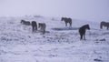 winter landscape horses snow-covered highland pasture