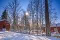 A winter landscape hut view of pine trees with branches filled with snow before Christmas with beautiful sunny weather Royalty Free Stock Photo