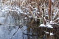 Winter landscape. Ice of a frozen lake with reed and ice crystals Royalty Free Stock Photo