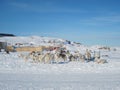 Sledge dogs wainting in snowy landscape, Greenland