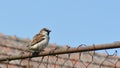 Sparrow perched on rusty wire fence Royalty Free Stock Photo