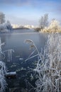 Winter landscape. The lake is covered with thin ice, on the bank there are reeds and trees in hoarfrost, against the background of Royalty Free Stock Photo