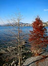 Winter landscape of Lake Geneva, with trees in the foreground, i