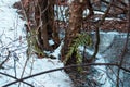 Winter forest landscape, trees covered with moss. Royalty Free Stock Photo