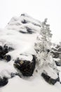 Winter landscape. Large stone and Christmas tree covered in snow Royalty Free Stock Photo