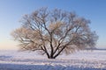 Winter landscape of large tree on snow on clear sunny morning with blue sky. Beautiful nature in december. Christmas background Royalty Free Stock Photo