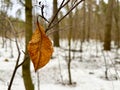 in winter, last year \'s yellow leaf is kept on the branch Royalty Free Stock Photo