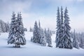 Winter landscape. Lawn and forest. High mountain. Trees covered with white snow. Snowy background. Nature scenery Royalty Free Stock Photo