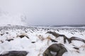 Winter landscape Royalty Free Stock Photo