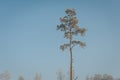 Winter landscape. Lonely pine against beautiful blue sky. Royalty Free Stock Photo