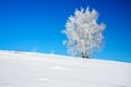 Winter landscape with a lonely tree and the blue sky Royalty Free Stock Photo