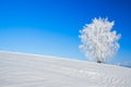 Winter landscape with a lonely tree and the blue sky Royalty Free Stock Photo